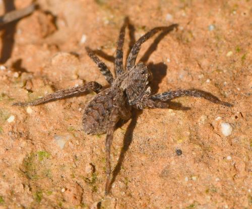 Alopecosa albofasciata